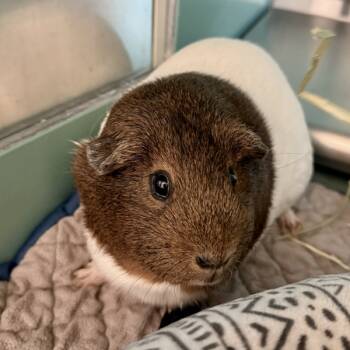 Rescue Guinea Pig Guinea Pigs for Adoption in Golden, Colorado - Pumpkin | PetCurious